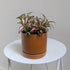 Fittonia planted in Oslo ceramic planter
